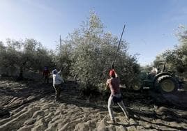 Asaja solicita que el olivar de Córdoba quede fuera de la declaración de Patrimonio de la Humanidad