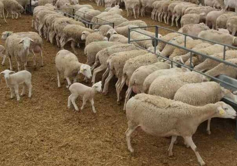 Inmovilizan el ganado ovino y caprino para que haya leche para la producción de queso