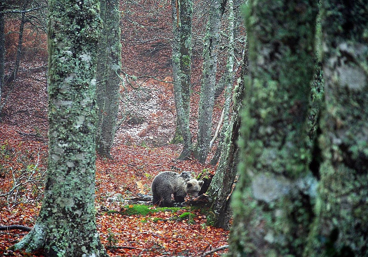 Liberación de una cría de oso pardo que fue rescatada, en una imagen de archivo