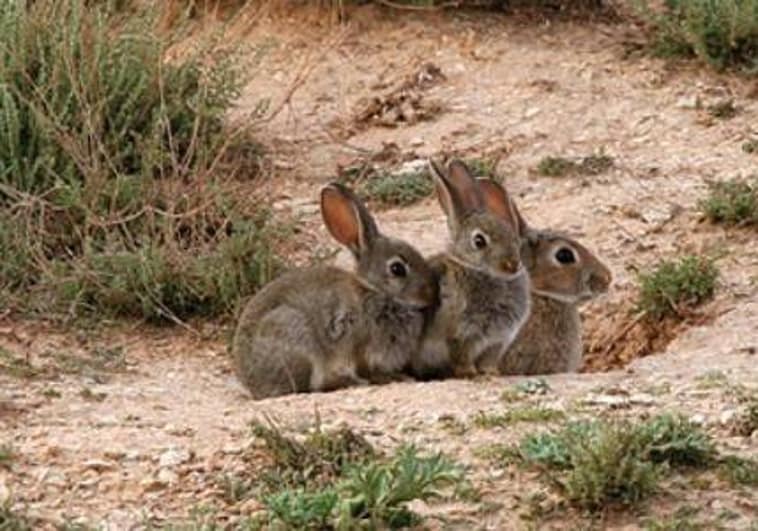 Declarada la emergencia cinegética temporal por daños causados por los conejos en 292 municipios