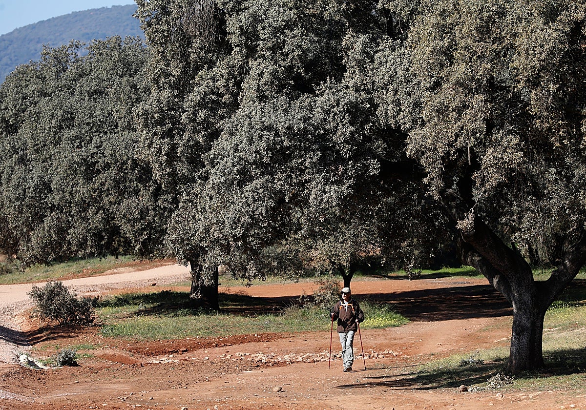 Una mujer camina por un nuevo parque de la ciudad