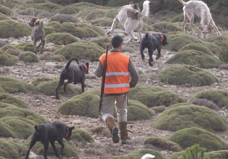 El sector cinegético respira aliviado al ceder Podemos y 'salvar' a los perros de caza de la Ley