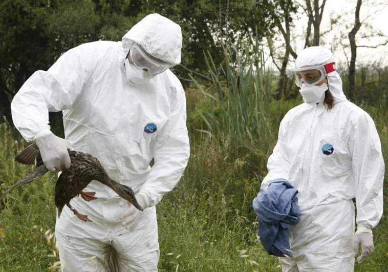 Un positivo de gripe aviar en Cataluña confina 73 explotaciones y obliga a sacrificar a 87.000 aves