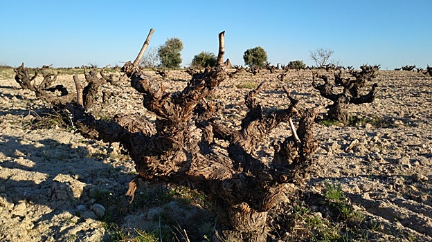 El matrimonio que embotella el paisaje de las viñas centenarias de Garnacha de Méntrida