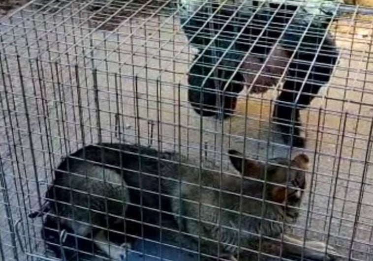 Así ha capturado la Guardia Civil a un perro lobo que deambulaba por varios pueblos de Valladolid