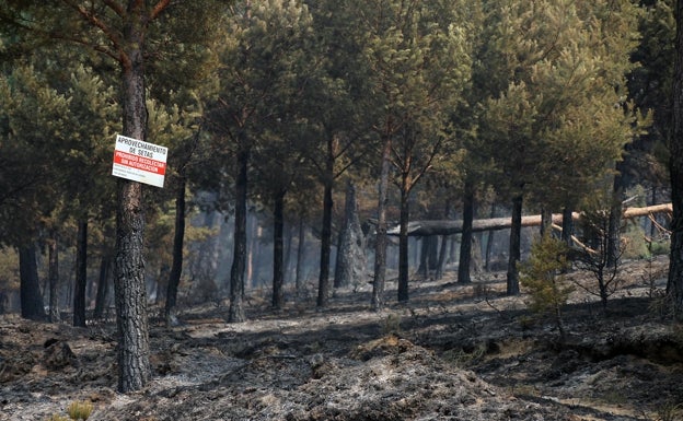 Superficie arrasada por la llamas en La Cabrera en el verano de 2017