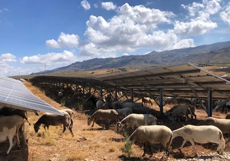 El reto de integrar plantas solares en el medio natural y social