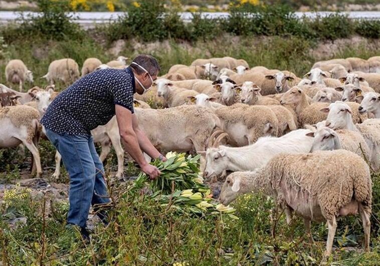 No hay nuevos casos de viruela ovina en Castilla-La Mancha y pueden levantar el confinamiento «antes de lo pensado»