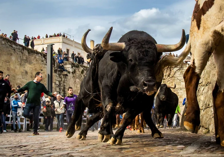 Carnaval del Toro 2023: los disfraces y festejos taurinos vuelven a Ciudad Rodrigo, ya sin restricciones