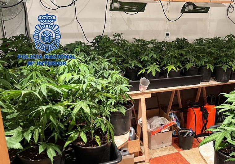 Detenido un matrimonio por cultivar plantaciones de marihuana en tres domicilios de Valencia