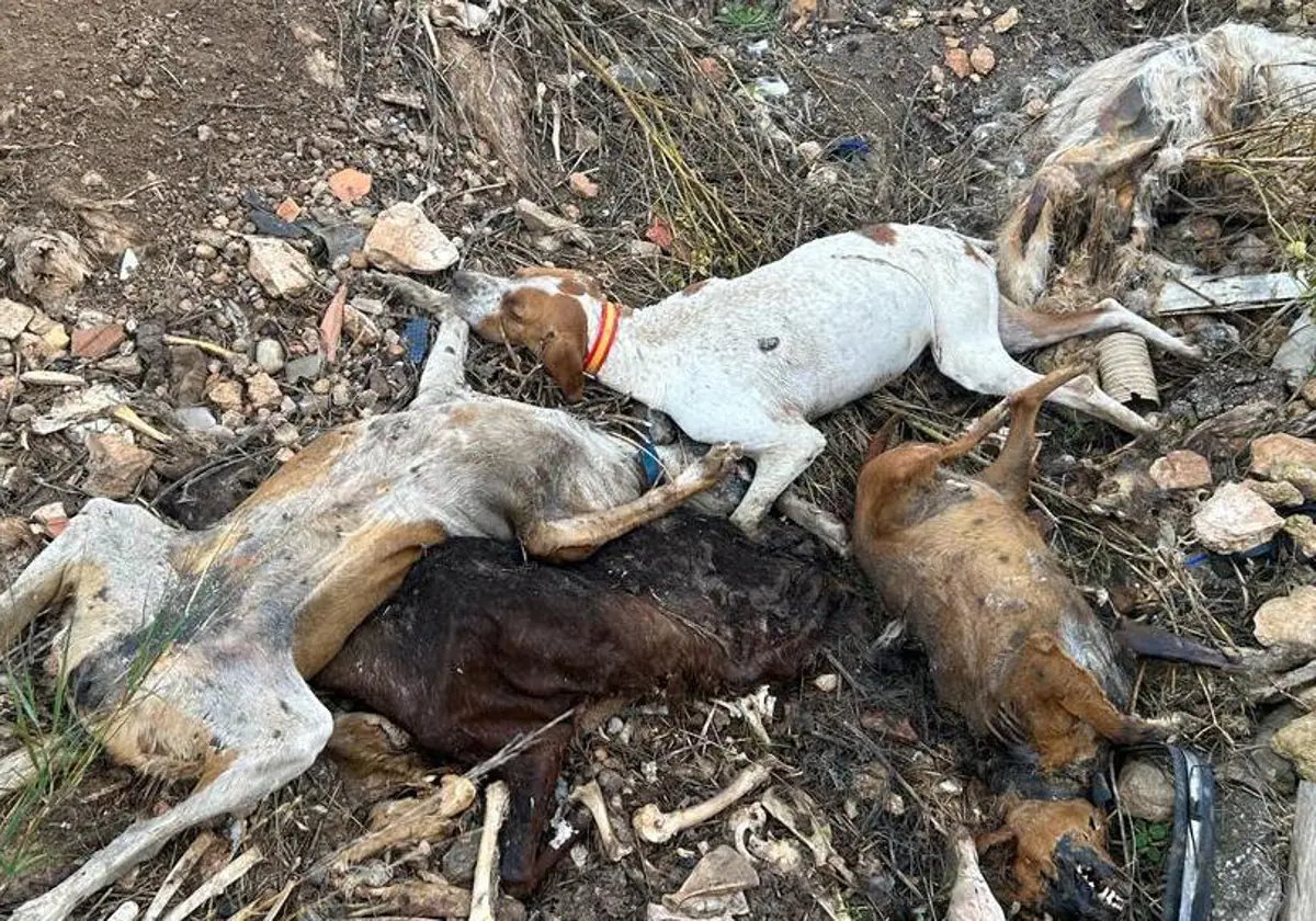 Aparece una fosa con numerosos animales muertos en el municipio albaceteño de Hellín