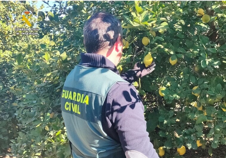 Detenido por estafar a agricultores de Alicante y Murcia con la compra de 200.000 limones