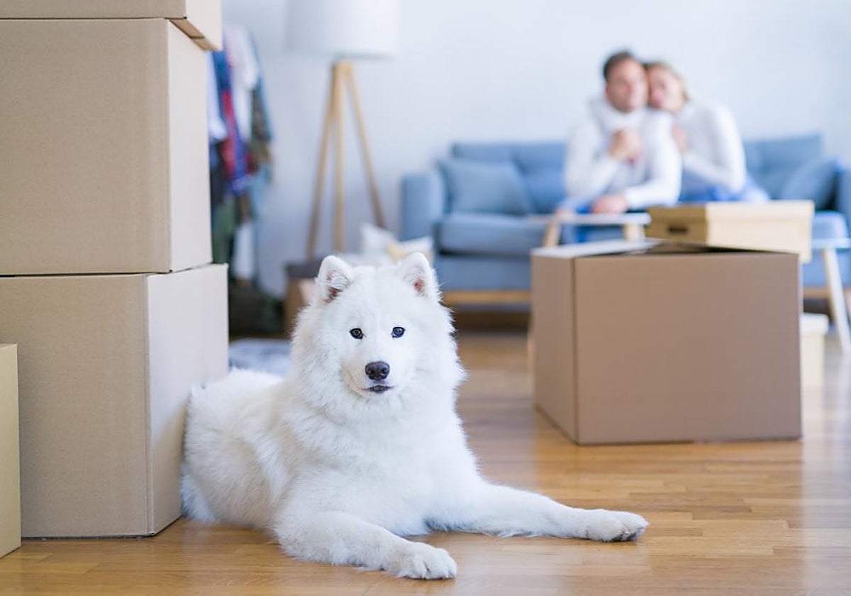 Numerosas familias en Andalucía se enfrentan al problema de alquilar una vivienda en las que se acepten mascotas