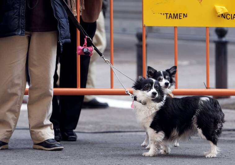 La nueva ley de bienestar animal valenciana contempla multas de hasta 3.000 euros por dejar al perro en el coche