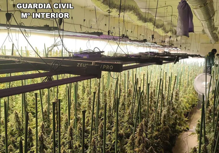 Cinco detenidos e intervenidas 1.800 plantas de marihuana y 34 kilos de cogollos en secado en Hormigos