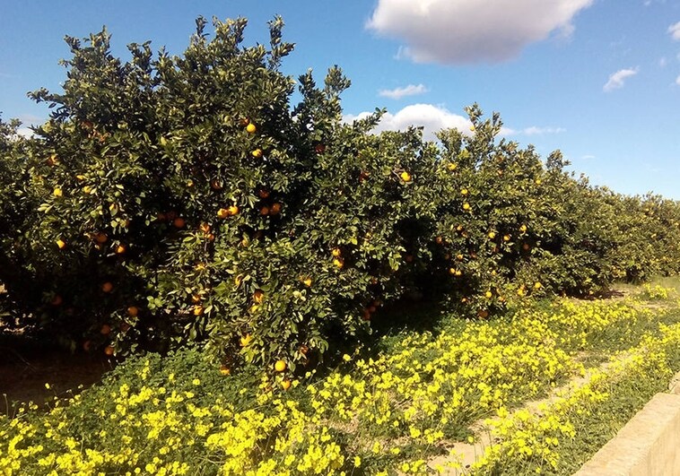La Asociación Valenciana de Agricultores pide a los comercios y consumidores que den prioridad a las naranjas españolas