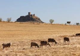 La falta de agua lleva a una «situación agónica» a la ganadería de Los Pedroches