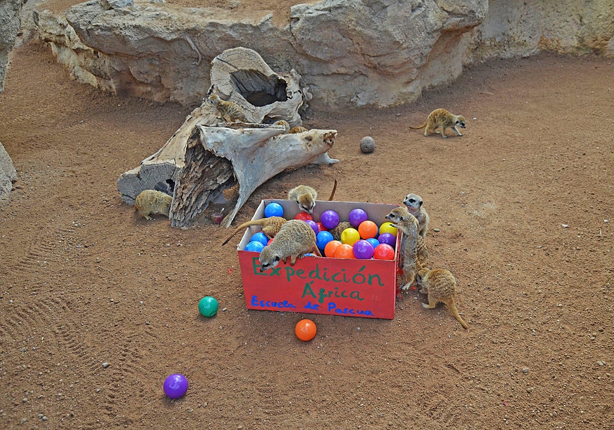 Imagen de archivo de un grupo de suricatas en Bioparc Valencia