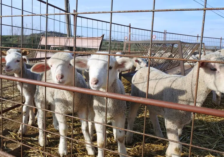 Castilla-La Mancha flexibiliza las medidas por la viruela ovina y caprina y permite salidas a mataderos