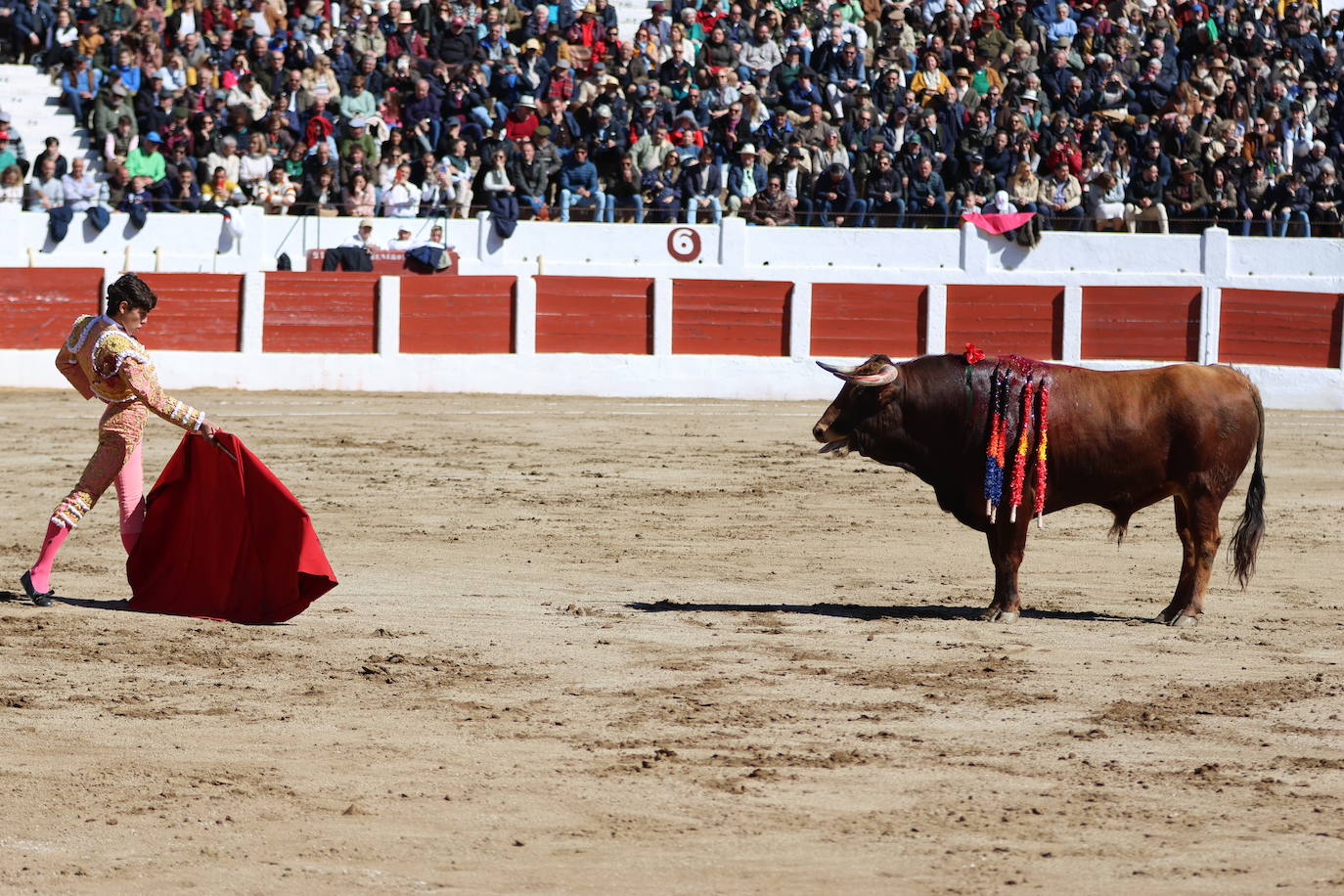 El triunfo de Manuel Román en su debú con picadores, en imágenes