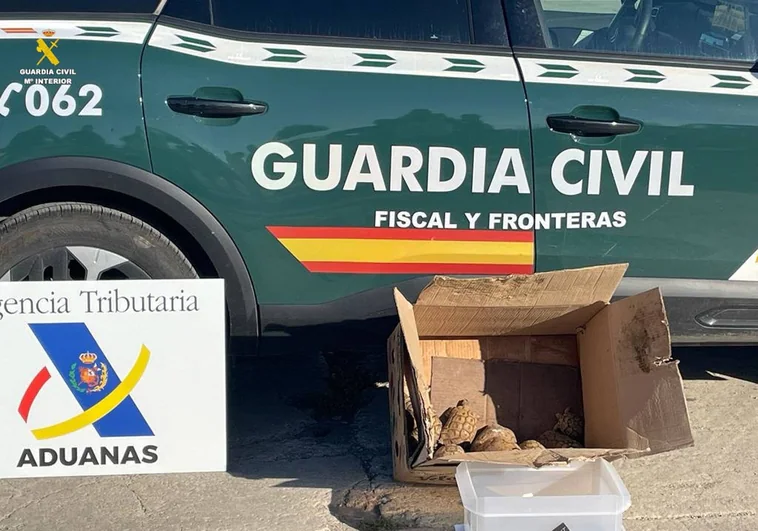 Arrestan a un hombre en el puerto de Valencia por transportar diez tortugas de una especie en peligro de extinción
