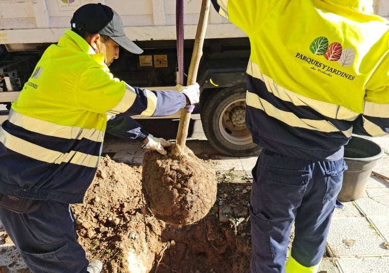 Nueva plantación en el Polígono de 227 árboles y 6.333 arbustos por 450.000 euros