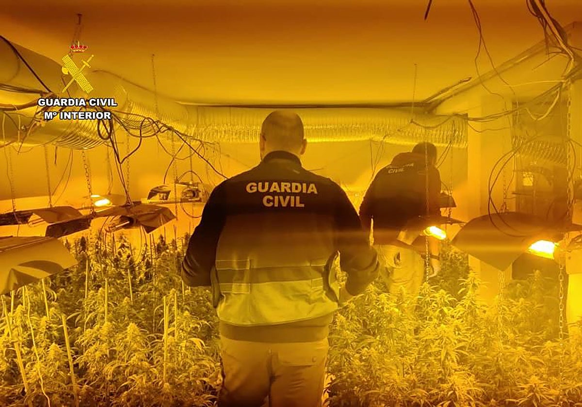 Una de llas dos plantaciones 'indoor' de marihuana halladas en una vivienda en Navahondilla
