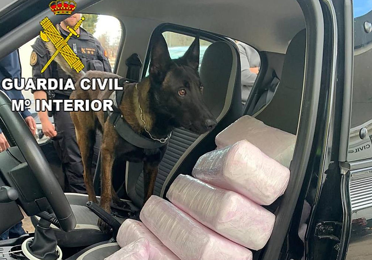 'Conan' junto a la droga incautada