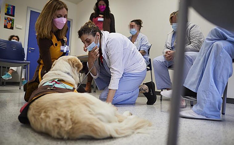 Imagen principal - Una de las pacientes simula que está en la consulta del veterinario con la perra; una de las notas en las que agradecen la presencia de la perra Lía; y el termómetro de las emociones, donde al terminar la sesión siempre se muestran más relajados y contentos 