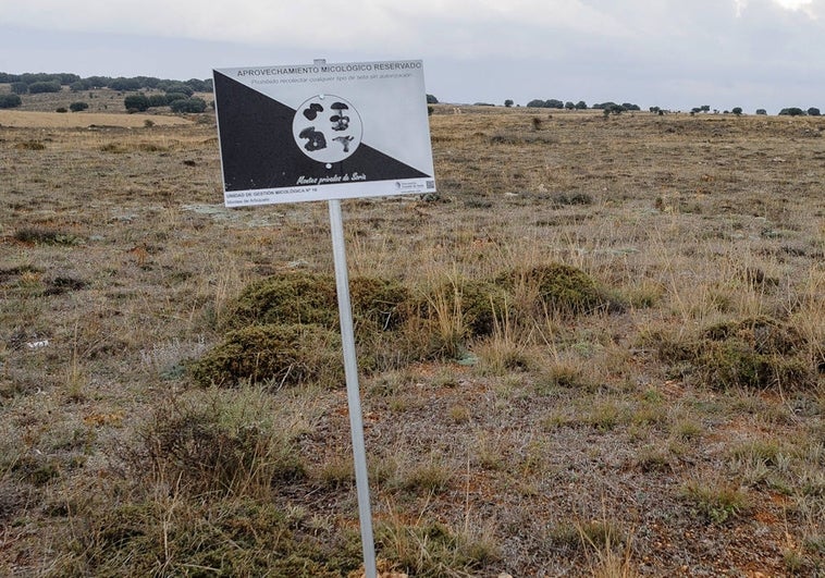 La temporada micológica de primavera arranca de forma tímida en Castilla y León