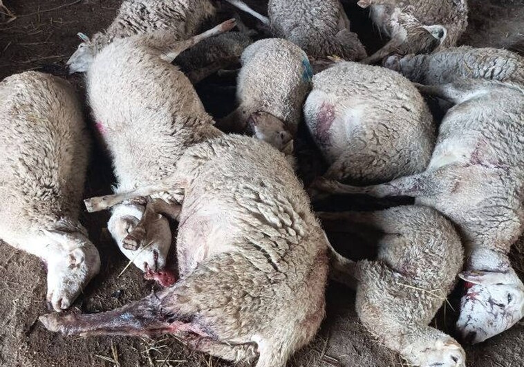 Denuncian un nuevo ataque de lobos en Zamora: «En año y medio llevo más de 40 ovejas muertas»