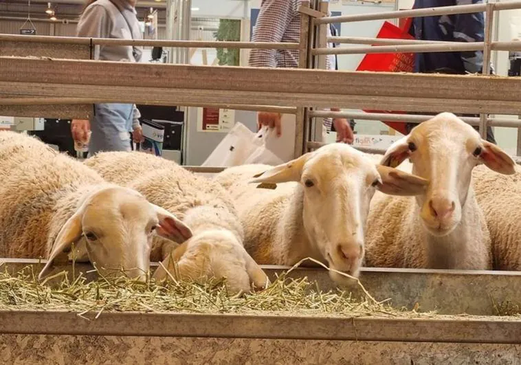 La Junta permitirá el movimiento de ganado ante la ausencia de viruela ovina en la región