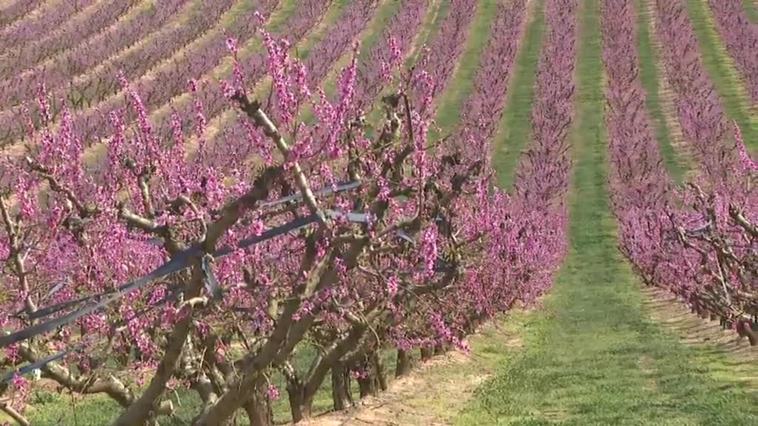 Los campos de Aitona explotan en un espectáculo de color con la llegada de la primavera