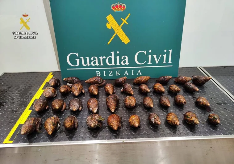 La Guardia Civil intercepta 38 caracoles gigantes en el aeropuerto de Bilbao