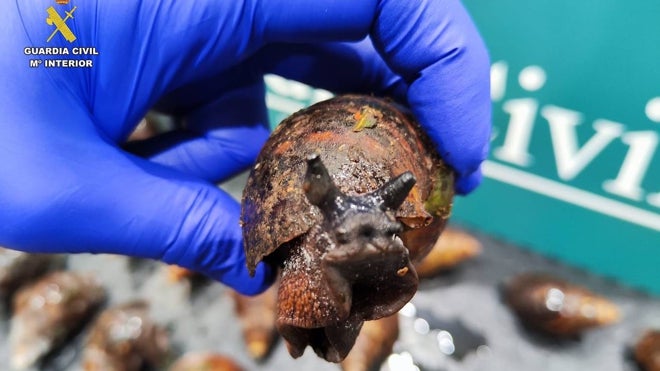 Los caracoles tenían un tamaño medio de 10 centímetros