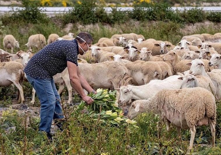 Detectan un nuevo foco de viruela ovina en Castilla-La Mancha  después de que el Gobierno levantara las restricciones