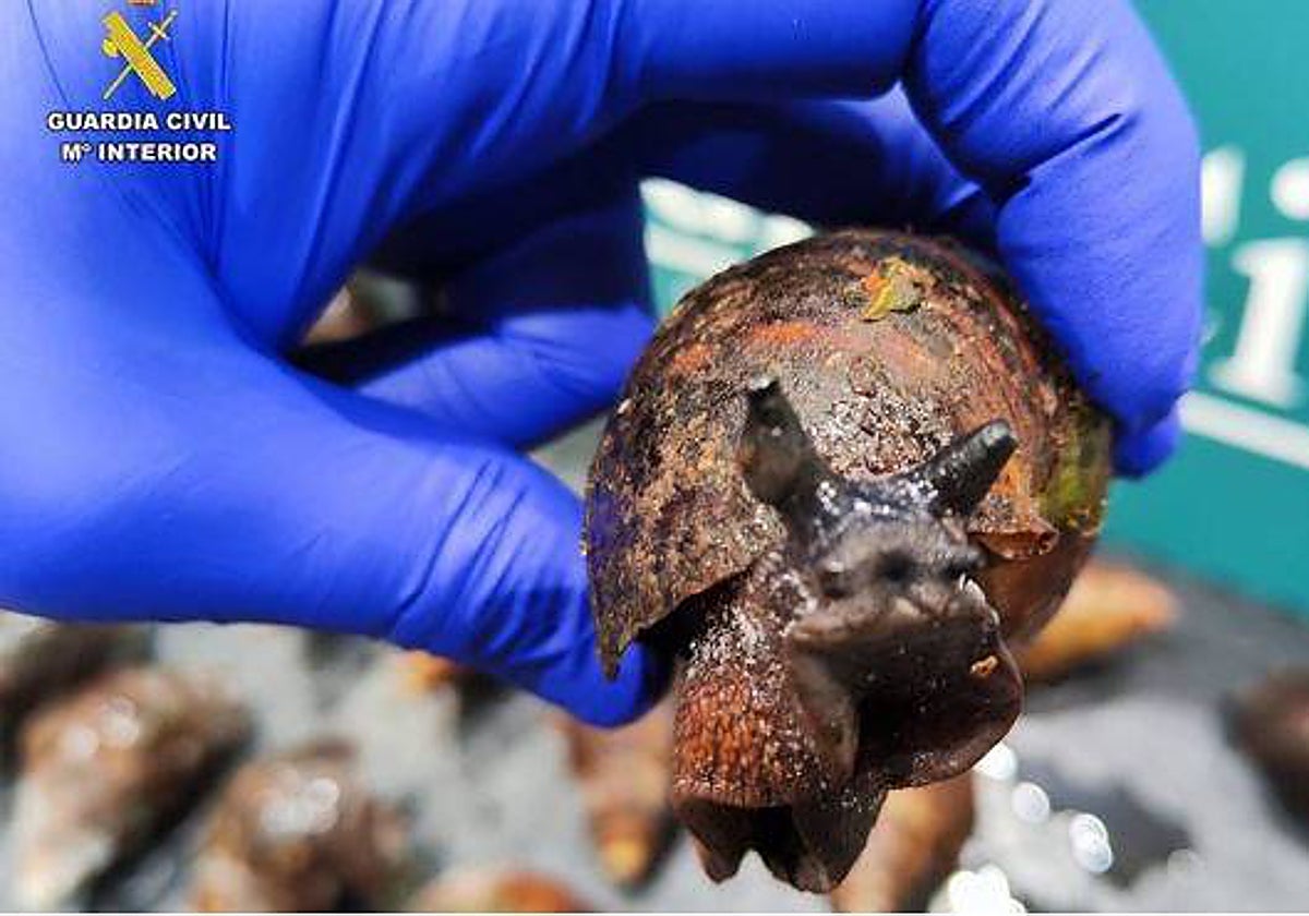 Detalle de uno de los ejemplares localizados