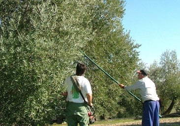 Se mantiene la superficie de cultivo