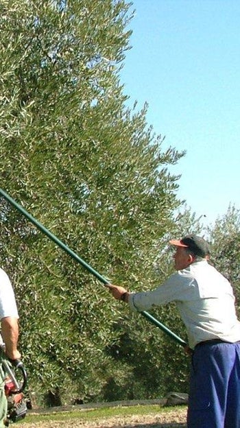Dos agricultores varean olivos en la campiña cordobesa