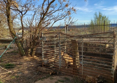 Imagen secundaria 1 - La plantación, el perro enjaulado y plantas secándose en un tendedero para la ropa