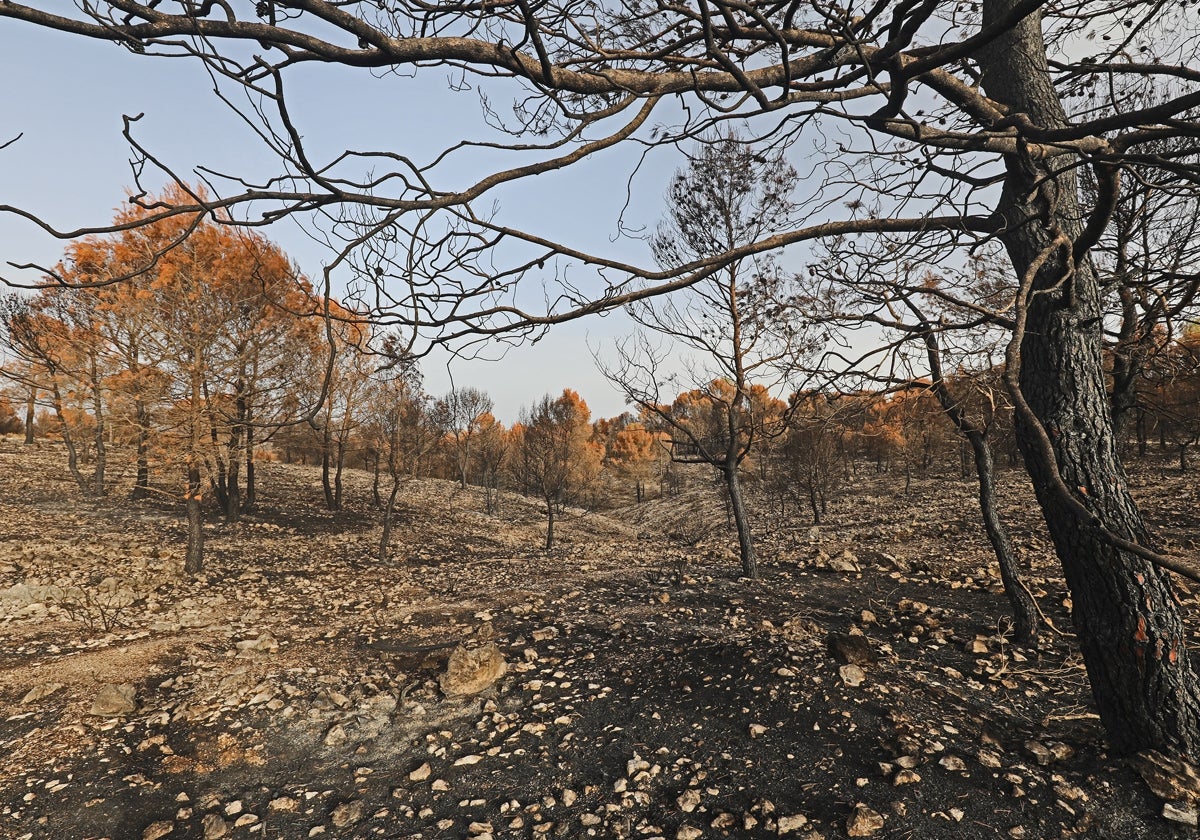 Zona forestal arrasada por un incendio en Vall d'Ebo