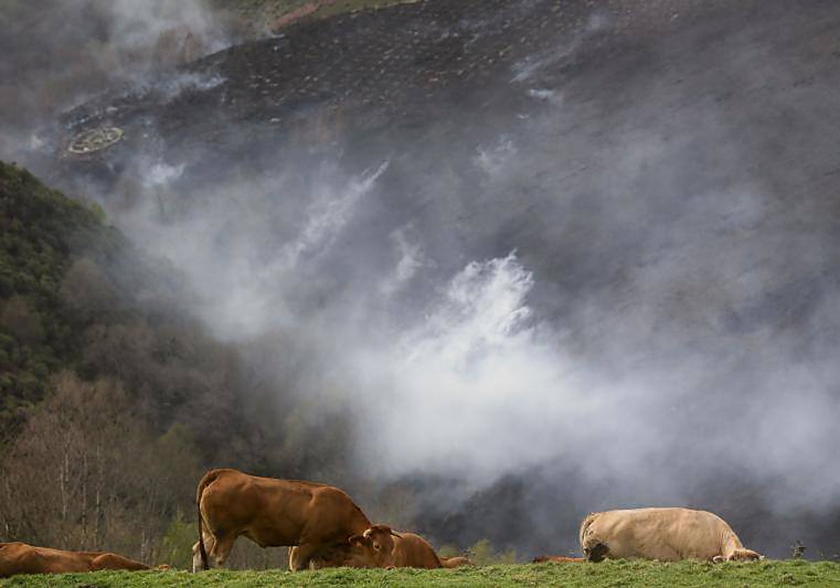 Ganado bovino con el monte quemado al fondo, en Baleira (Lugo)