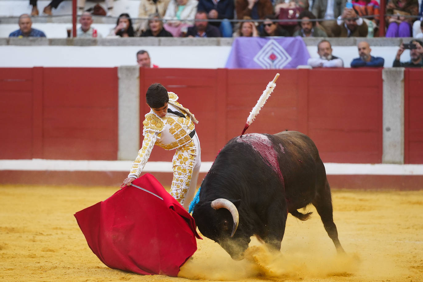 Toros | Las mejores imágenes del nuevo triunfo de Román en Pozoblanco