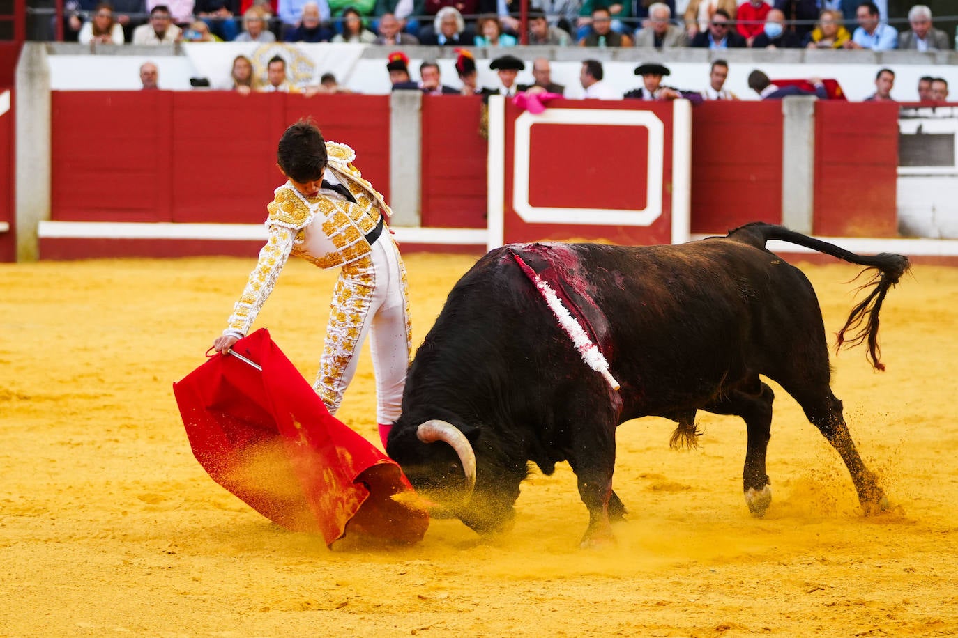 Toros | Las mejores imágenes del nuevo triunfo de Román en Pozoblanco