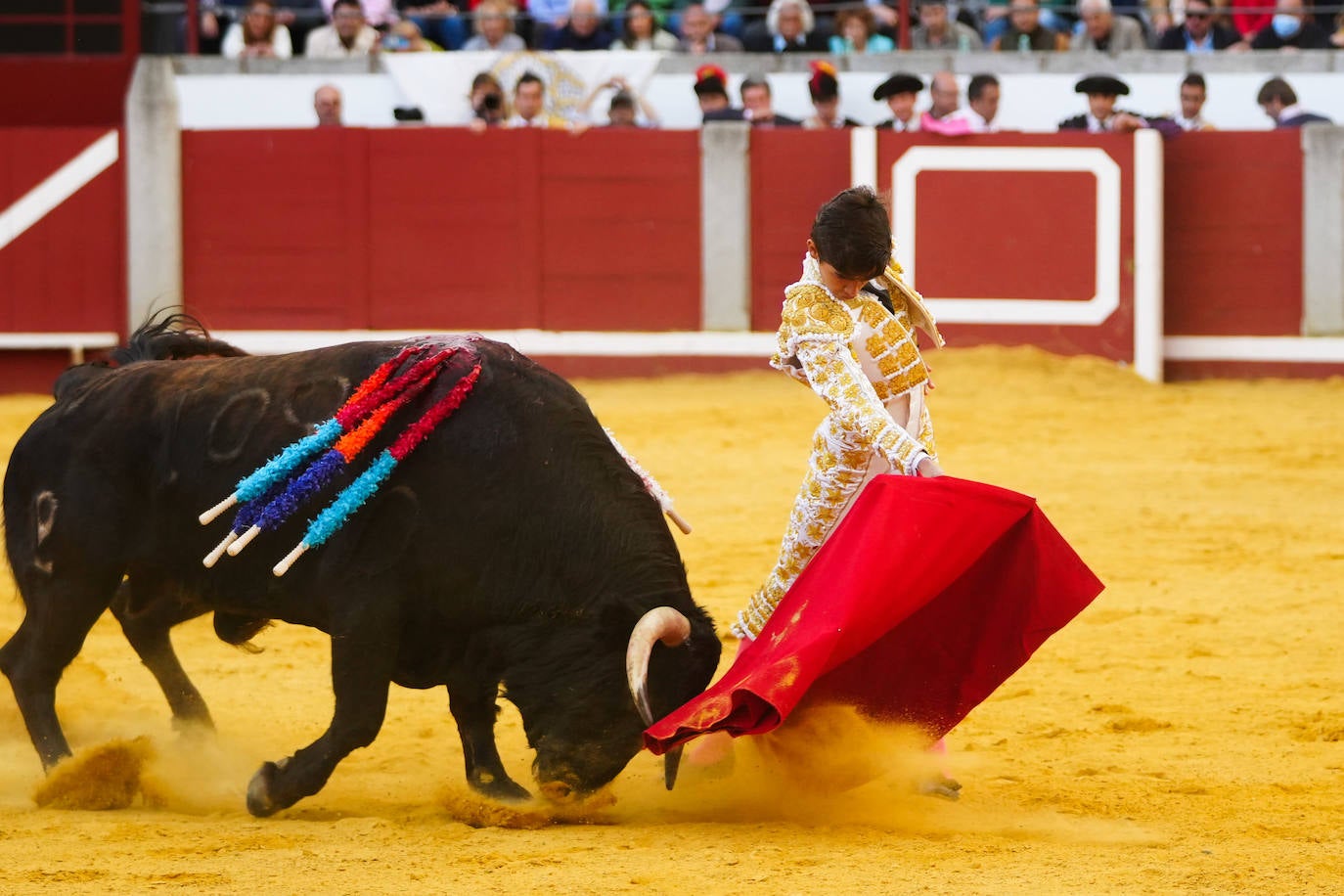 Toros | Las mejores imágenes del nuevo triunfo de Román en Pozoblanco