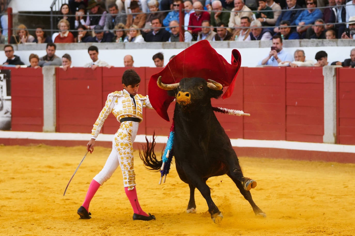 Toros | Las mejores imágenes del nuevo triunfo de Román en Pozoblanco