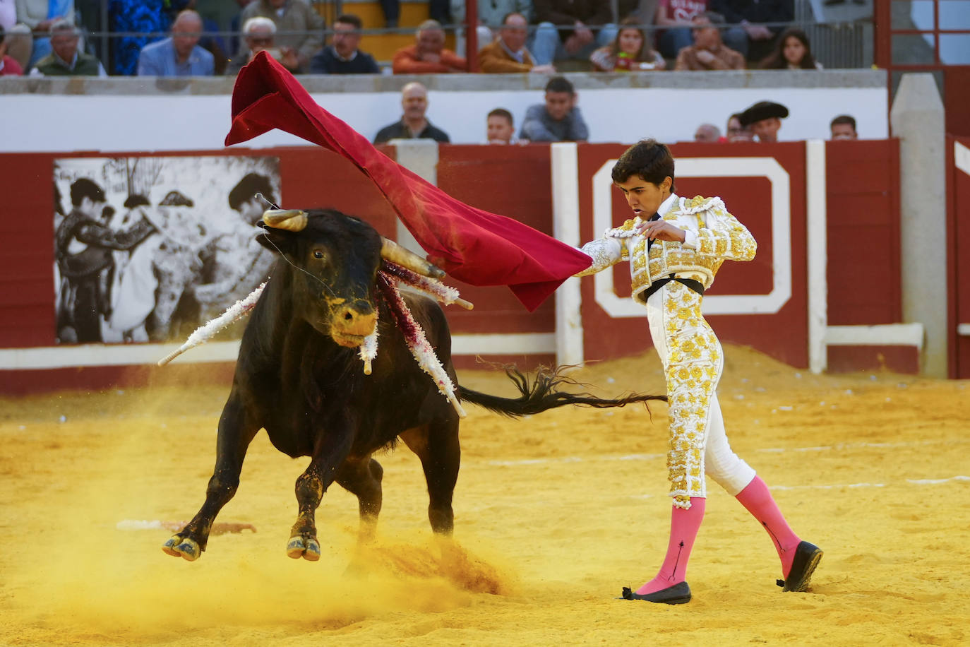 Toros | Las mejores imágenes del nuevo triunfo de Román en Pozoblanco