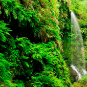 Las islas Canarias dejarán de ser verdes en 50 años