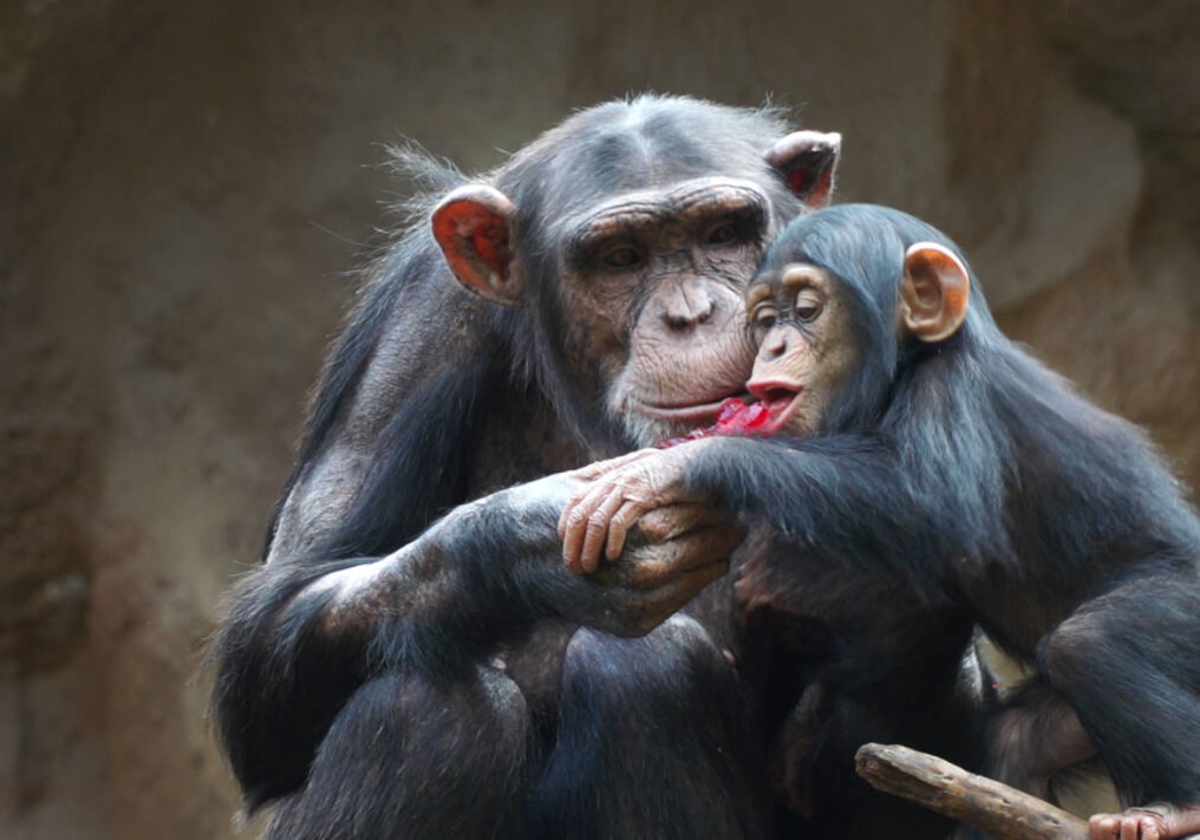 El chimpancé Happy, uno de los 'inquilinos' de Loro Parque en su primer cumpleaños