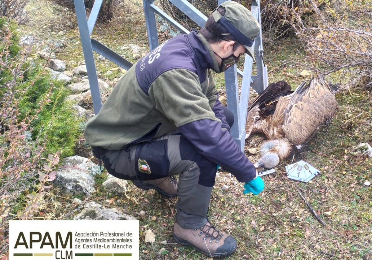 Cifran en 2,5 millones de euros anuales las multas no cobradas por la muerte de aves electrocutadas